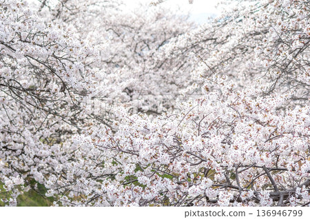 Cherry blossoms in full bloom (Kakagawa Senbonzakura, Kawajima-cho, Yokkaichi City, Mie Prefecture) 136946799