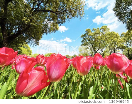 A cluster of red tulips A cluster of red tulips 136946945