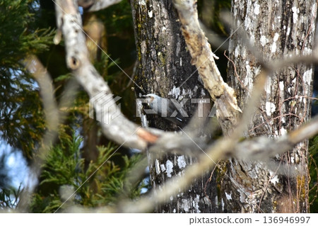 森林裡的棕耳鵯 136946997