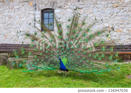 Male of peacock or peafowl (Pavo cristatus) with colorful spread tail-feathers on a lawn 136947036