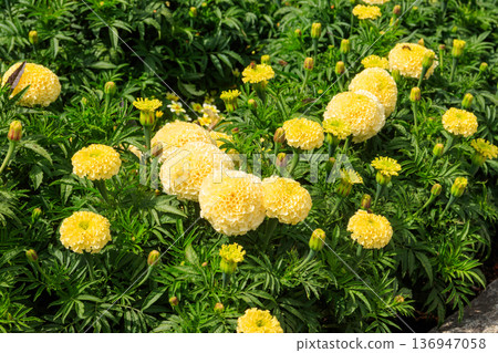 Yellow mexican marigold flowers (Tagetes erecta) in the garden Yellow mexican marigold flowers (Tagetes erecta) in the garden 136947058