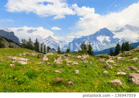 Panoramic view of snow-covered Swiss Alps and green flowering alpine meadow near Schynige Platte in Bernese Oberland, Switzerland 136947059