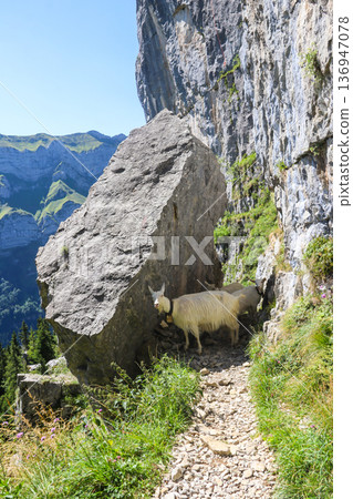 White goats with bell grazing in the Swiss Alps, near Appenzell in the Alpstein mountain range, Ebenalp, Switzerland White goats with bell grazing in the Swiss Alps, near Appenzell in the Alpstein mountain range, Ebenalp, Switzerland 136947078