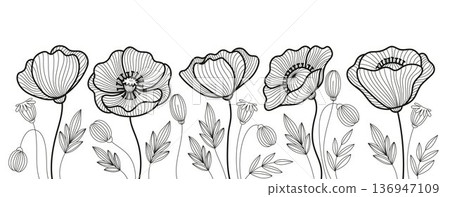 Hand-Drawn Poppy Flowers Line Art Set, Botanical Border Elements and Decorative Banner Frame, Elegant Floral Outline Vector Illustration 136947109