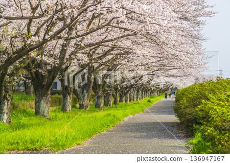 Spring at Satte Gongendo Park: Beautiful cherry blossom trees lined along Lake Gyoko [Satte City, Saitama Prefecture] 136947167