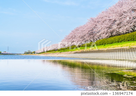 佐手公苑的春天：美麗的櫻花倒映在魚湖中 [埼玉縣佐手市] 136947174