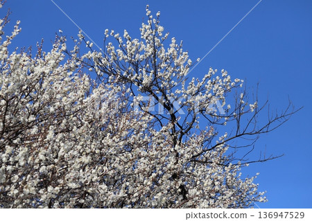 White plum blossoms blooming in a winter park White plum blossoms blooming in a winter park 136947529