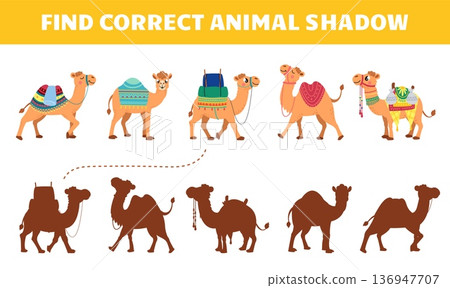 Find correct camel shadow kids play. Toddler educational game with cartoon funny camels. Desert animals with carpets and shadows, vector template Find correct camel shadow kids play. Toddler educational game with cartoon funny camels. Desert animals with carpets and shadows, vector template 136947707