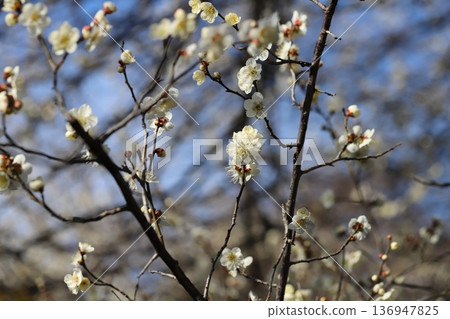White plum blossoms blooming in a winter park 136947825