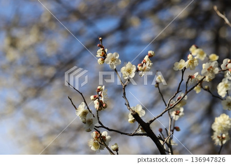 冬季公園盛開的白梅花 136947826