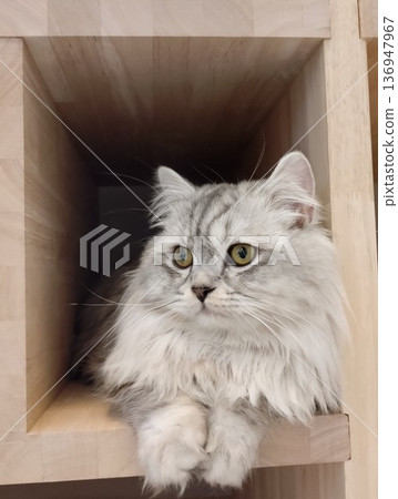 Relaxing cat Relaxing cat 136947967