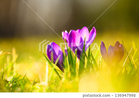 Blooming purple crocuses in fresh green grass with warm evening glow 136947998