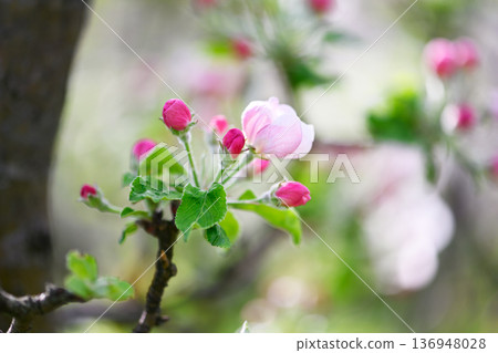 Delicate apple blossom flowers and unopened buds on tree branch Delicate apple blossom flowers and unopened buds on tree branch 136948028