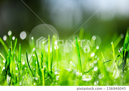 Fresh green grass blades with sparkling dew drops 136948045