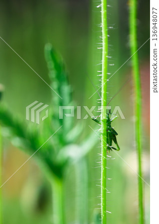 Hidden green grasshopper looking from behind the grass Hidden green grasshopper looking from behind the grass 136948077
