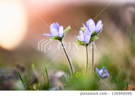 Small blue wildflowers growing in meadow illuminated by gentle golden sunlight Small blue wildflowers growing in meadow illuminated by gentle golden sunlight 136948099