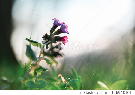 Small purple and pink wildflower in green grass 136948101