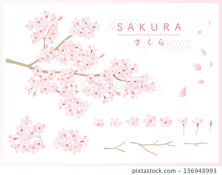 櫻花矢量插圖集 136948993
