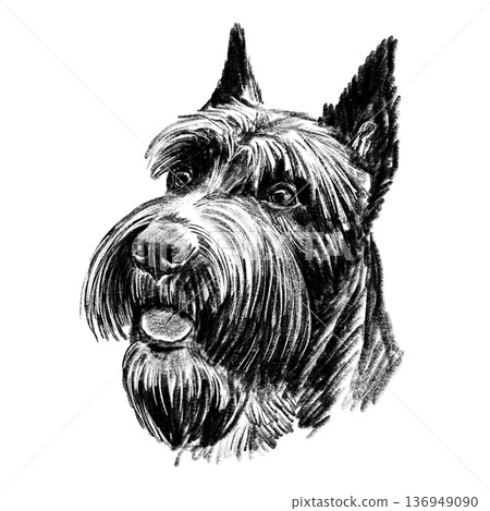 Black and white hand-drawn portrait of a Giant Schnauzer in detailed sketch style. Distinctive beard, bushy eyebrows, and cropped ears rendered with rich textured shading. Strong working breed. . High Black and white hand-drawn portrait of a Giant Schnauzer in detailed sketch style. Distinctive beard, bushy eyebrows, and cropped ears rendered with rich textured shading. Strong working breed. . High 136949090