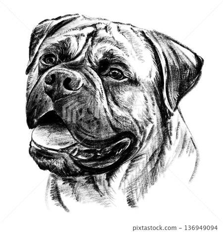 Black and white hand-drawn portrait of a Bullmastiff in detailed sketch style. Strong muzzle, expressive eyes, and powerful features rendered with rich textured shading. Depicts a powerful guard dog Black and white hand-drawn portrait of a Bullmastiff in detailed sketch style. Strong muzzle, expressive eyes, and powerful features rendered with rich textured shading. Depicts a powerful guard dog 136949094
