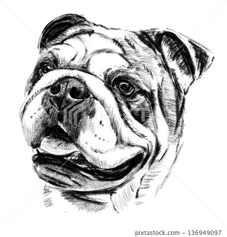 Black and white hand-drawn illustration of an English Bulldog head in cross-hatching technique. Detailed portrait with expressive eyes and distinctive facial folds. Isolated on light background. High 136949097