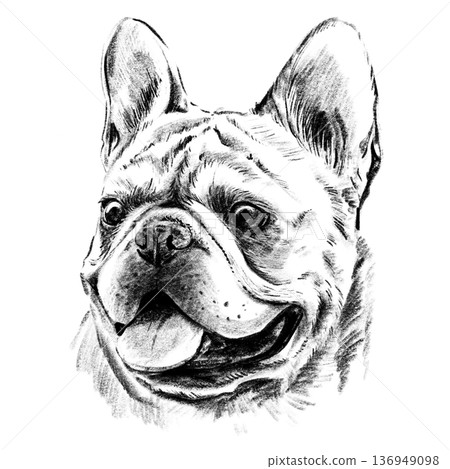 Black and white hand-drawn illustration of a French Bulldog head in cross-hatching technique. Detailed portrait with expressive eyes and distinctive muzzle. Isolated on light background. High quality 136949098