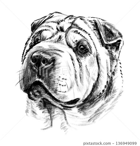 Black and white hand-drawn illustration of a Shar Pei dog head in cross-hatching technique. Detailed portrait with expressive eyes and distinctive skin folds. Isolated on light background. High 136949099