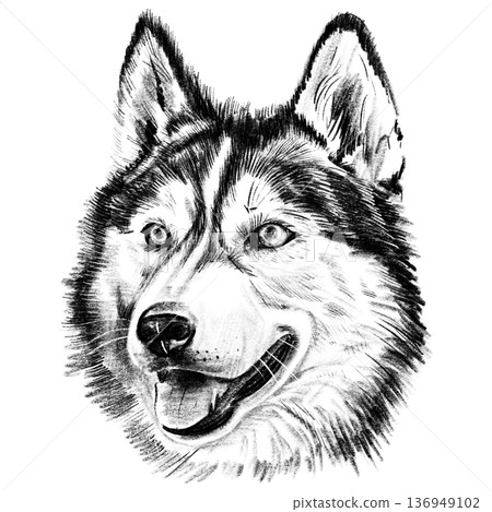 Black and white hand-drawn illustration of a husky dog head in cross-hatching technique. Detailed portrait with expressive eyes and thick fur. Isolated on light background. High quality illustration 136949102