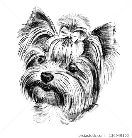 Black and white hand-drawn illustration of a Yorkshire Terrier head in cross-hatching technique. Detailed portrait with expressive eyes and long silky fur. Isolated on light background. High quality Black and white hand-drawn illustration of a Yorkshire Terrier head in cross-hatching technique. Detailed portrait with expressive eyes and long silky fur. Isolated on light background. High quality 136949103