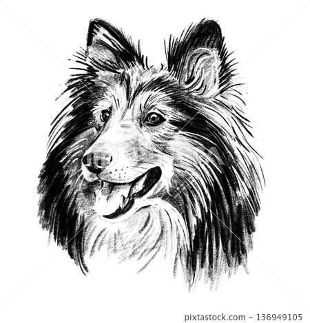 Black and white hand-drawn illustration of a Shetland Sheepdog head in cross-hatching technique. Detailed portrait with expressive eyes and rich textured fur. Isolated on light background. High Black and white hand-drawn illustration of a Shetland Sheepdog head in cross-hatching technique. Detailed portrait with expressive eyes and rich textured fur. Isolated on light background. High 136949105