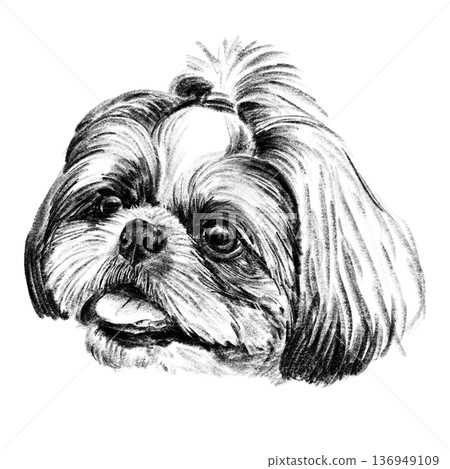Black and white hand-drawn illustration of a Shih Tzu dog head in cross-hatching technique. Detailed portrait with expressive eyes and long silky fur. Isolated on light background. High quality Black and white hand-drawn illustration of a Shih Tzu dog head in cross-hatching technique. Detailed portrait with expressive eyes and long silky fur. Isolated on light background. High quality 136949109
