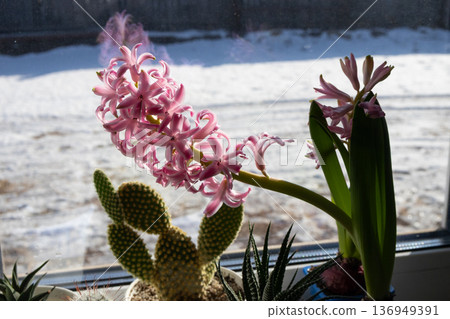 Joyful Pink Hyacinth Blossoms Bring Spring Cheer to a Snowy Window View Joyful Pink Hyacinth Blossoms Bring Spring Cheer to a Snowy Window View 136949391