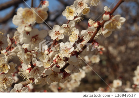 茨城縣水戶市的喜樂園裡，白梅花盛開。 136949537