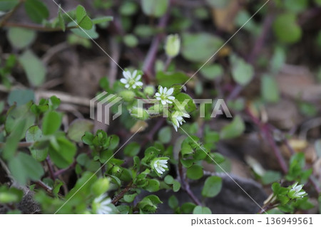Small white chickweed flowers blooming in a winter glade Small white chickweed flowers blooming in a winter glade 136949561