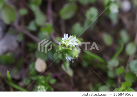 Small white chickweed flowers blooming in a winter glade 136949562