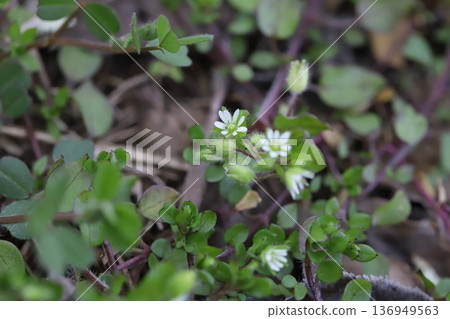 Small white chickweed flowers blooming in a winter glade 136949563