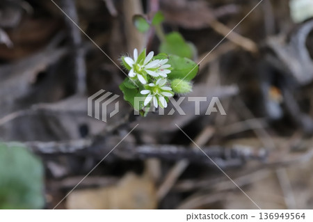 Small white chickweed flowers blooming in a winter glade 136949564