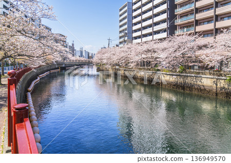 春日大岡川步道：橫濱城市景觀與沿河盛開的櫻花 [神奈川縣橫濱市] 136949570