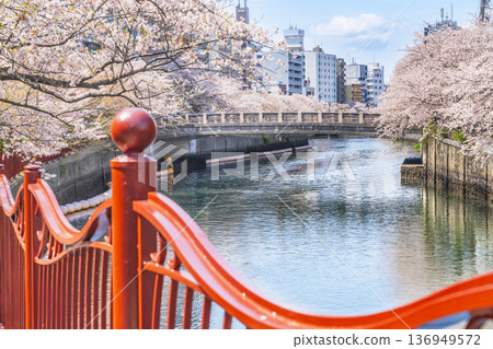 橫濱大岡川步道的春日景色：櫻花沿著河流盛開 [神奈川縣橫濱市] 136949572