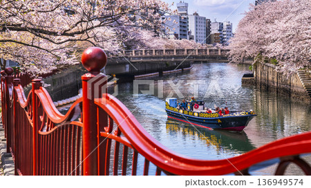 A sightseeing boat sailing along the Ooka River amidst cherry blossoms [Yokohama City, Kanagawa Prefecture] 136949574