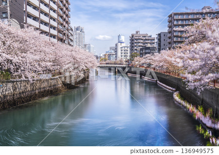 Spring scenery of the Ooka River Promenade in Yokohama: Cherry blossoms blooming along the river [Yokohama City, Kanagawa Prefecture] 136949575
