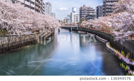 Springtime Ooka River Promenade: Yokohama cityscape and cherry blossoms blooming along the river [Yokohama City, Kanagawa Prefecture] 136949576
