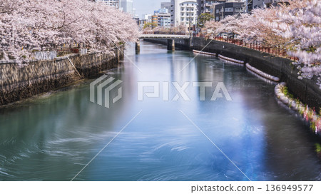 大岡川的春日景色：美麗的櫻花倒映在水面上 [神奈川縣橫濱市] 136949577