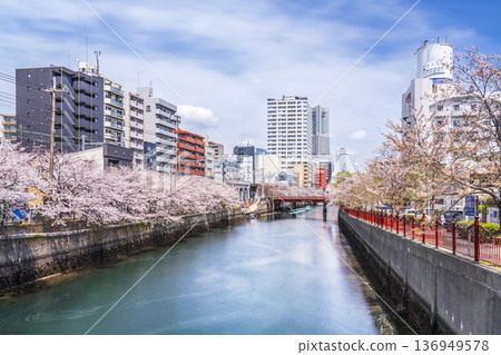 櫻花在橫濱市大岡川步道盛開 [神奈川縣橫濱市] 136949578