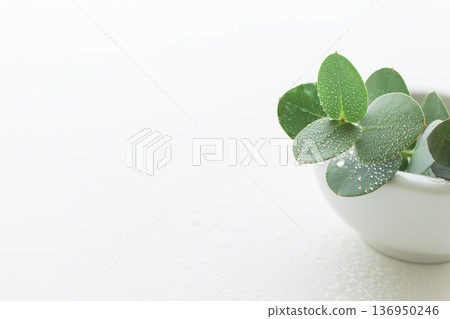 白色背景上的新鮮尤加利樹葉 白色背景上的新鮮尤加利樹葉 136950246
