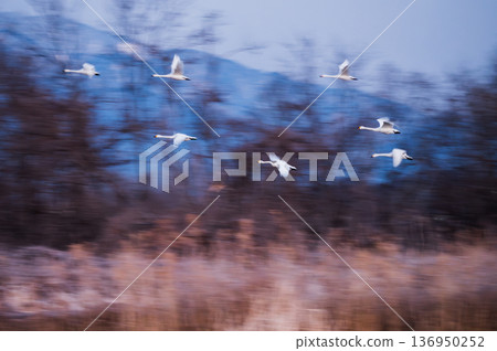 [Panning shot] Swans taking off [Otakaradata Reservoir] 136950252