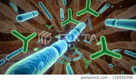 乳酸菌、雙歧桿菌、丁酸菌在體內發揮作用 136950306