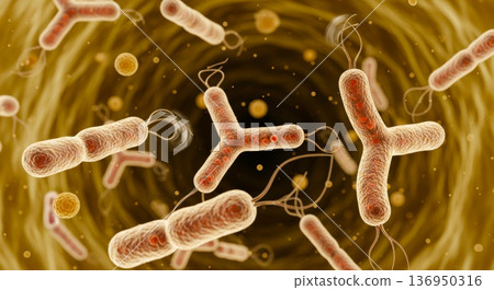 乳酸菌、雙歧桿菌、丁酸菌在體內發揮作用 136950316