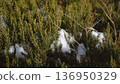 A close-up shot of green heather shrubs partially covered by fresh white snow in the mountains of Asturias, Spain.  136950329