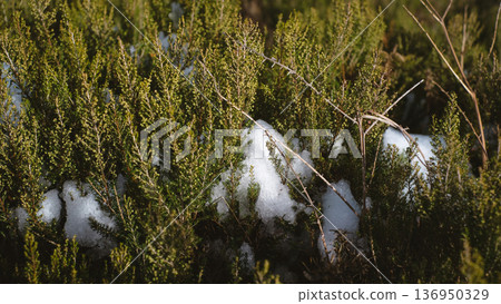 A close-up shot of green heather shrubs partially covered by fresh white snow in the mountains of Asturias, Spain.  136950329